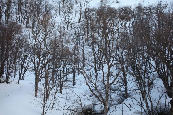 雪深い山に入るのは大変だが、それにもましてウサギ撃ちが楽しみだった。