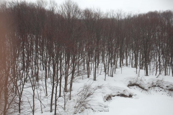 雪が深く積もっても、立木の周りは雪が融けて穴になっている。