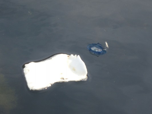 面に浮かぶカツオノカンムリ。青いビニール片ではない。  手前の白いものは本当のプラスチック片である。
